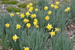 Daffodils Mar 2012 030
