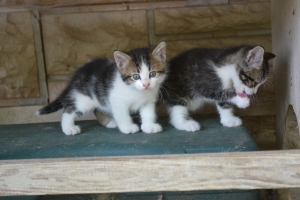 kittens 
