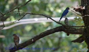 Mrs. and Mr. Bluebird of Banner Mountain out on a limb just singin' about cool days in June
