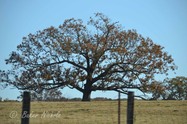 a tree grows in a field in the Ozarks same as in Brooklyn a leaning tree shaped by the force of wind  a shade for cattle