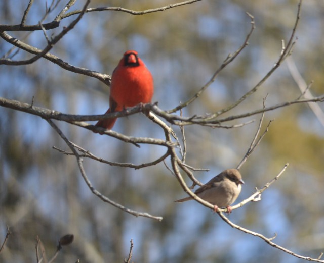 Haiku redbird and sparrow wait their turn at the feeder-- leafless pecan tree © Freeda Baker Nichols