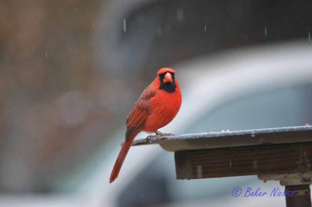 Redbird in rain and sleet 28 Feb 2014