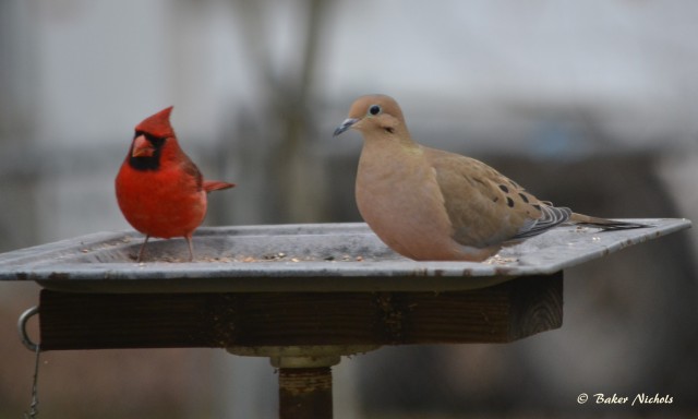 A cardinal and a mourning dove
